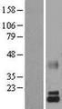 LALBA / Alpha Lactalbumin Protein - Western validation with an anti-DDK antibody * L: Control HEK293 lysate R: Over-expression lysate