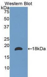 LAMA1 / Laminin Alpha 1 Antibody - Western blot of recombinant LAMA1 / Laminin Alpha 1.  This image was taken for the unconjugated form of this product. Other forms have not been tested.