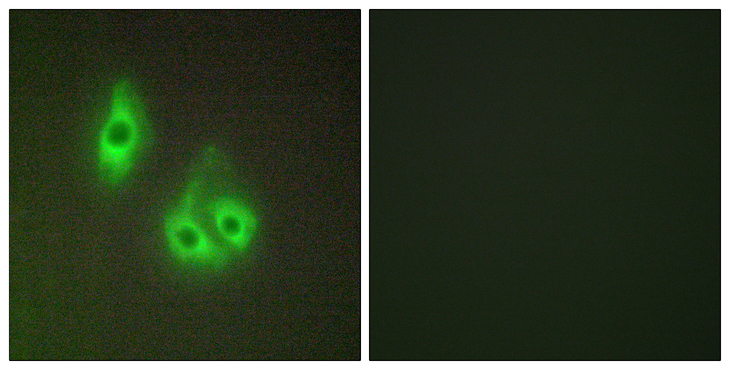 LAMA3 / Laminin Alpha 3 Antibody - Immunofluorescence analysis of HepG2 cells, using LAMA3 Antibody. The picture on the right is blocked with the synthesized peptide.