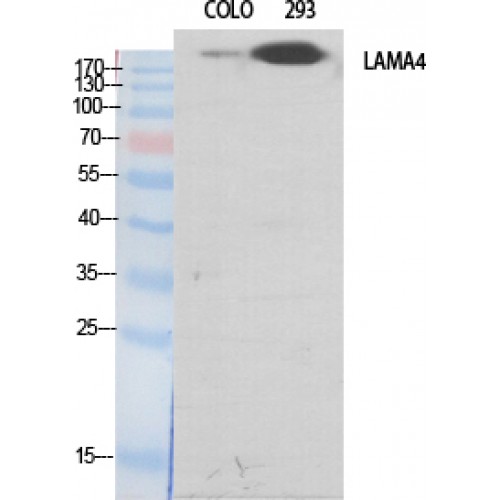 LAMA4 / Laminin Alpha 4 Antibody - Western blot of Laminin alpha-4 antibody