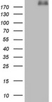 LAMA4 / Laminin Alpha 4 Antibody - HEK293T cells were transfected with the pCMV6-ENTRY control (Left lane) or pCMV6-ENTRY LAMA4 (Right lane) cDNA for 48 hrs and lysed. Equivalent amounts of cell lysates (5 ug per lane) were separated by SDS-PAGE and immunoblotted with anti-LAMA4.