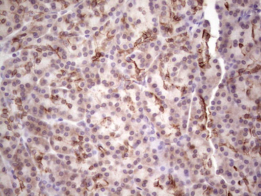LAMA4 / Laminin Alpha 4 Antibody - Immunohistochemical staining of paraffin-embedded Human pancreas tissue within the normal limits using anti-LAMA4 mouse monoclonal antibody.  heat-induced epitope retrieval by 1 mM EDTA in 10mM Tris, pH8.5, 120C for 3min)