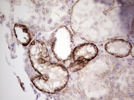 LAMA4 / Laminin Alpha 4 Antibody - IHC of paraffin-embedded Human Kidney tissue using anti-LAMA4 mouse monoclonal antibody. (heat-induced epitope retrieval by 1 mM EDTA in 10mM Tris, pH8.5, 120°C for 3min).
