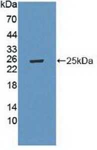 LAMA4 / Laminin Alpha 4 Antibody - Western Blot; Sample: Recombinant LAMa4, Mouse.