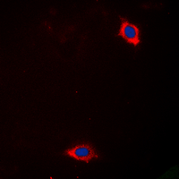 LAMA4 / Laminin Alpha 4 Antibody - Immunofluorescent analysis of Laminin alpha 4 staining in HeLa cells. Formalin-fixed cells were permeabilized with 0.1% Triton X-100 in TBS for 5-10 minutes and blocked with 3% BSA-PBS for 30 minutes at room temperature. Cells were probed with the primary antibody in 3% BSA-PBS and incubated overnight at 4 deg C in a humidified chamber. Cells were washed with PBST and incubated with a DyLight 594-conjugated secondary antibody (red) in PBS at room temperature in the dark. DAPI was used to stain the cell nuclei (blue).