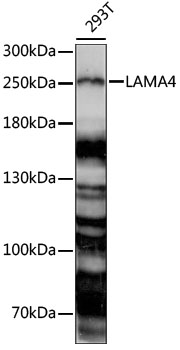 LAMA4 / Laminin Alpha 4 Antibody - Western blot analysis of extracts of 293T cells, using LAMA4 antibody at 1:1000 dilution. The secondary antibody used was an HRP Goat Anti-Rabbit IgG (H+L) at 1:10000 dilution. Lysates were loaded 25ug per lane and 3% nonfat dry milk in TBST was used for blocking. An ECL Kit was used for detection and the exposure time was 60s.