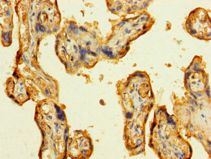 LAMA5 / Laminin Alpha 5 Antibody - Immunohistochemistry of paraffin-embedded human placenta tissue using LAMA5 Antibody at dilution of 1:100