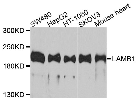LAMB1 / Laminin Beta 1 Antibody - Western blot analysis of extracts of various cells.