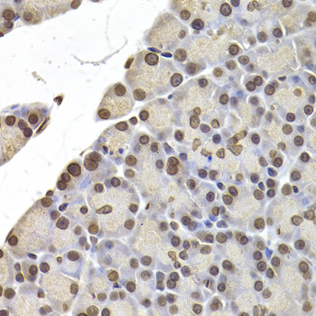 LAMB2 / Laminin Beta 2 Antibody - Immunohistochemistry of paraffin-embedded rat pancreas.