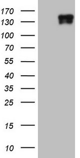 LAMB3 / Laminin Beta 3 Antibody - HEK293T cells were transfected with the pCMV6-ENTRY control. (Left lane) or pCMV6-ENTRY LAMB3. (Right lane) cDNA for 48 hrs and lysed. Equivalent amounts of cell lysates. (5 ug per lane) were separated by SDS-PAGE and immunoblotted with anti-LAMB3.