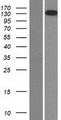 LAMB3 / Laminin Beta 3 Protein - Western validation with an anti-DDK antibody * L: Control HEK293 lysate R: Over-expression lysate