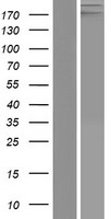 LAMB4 / Laminin Beta 4 Protein - Western validation with an anti-DDK antibody * L: Control HEK293 lysate R: Over-expression lysate