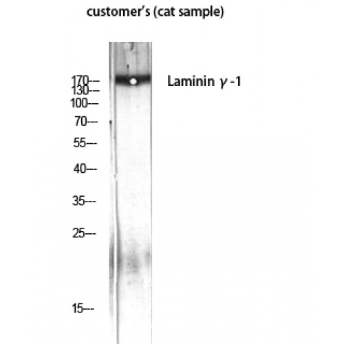 LAMC1 / Laminin Gamma 1 Antibody - Western blot of Laminin gamma-1 antibody