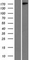 LAMC1 / Laminin Gamma 1 Protein - Western validation with an anti-DDK antibody * L: Control HEK293 lysate R: Over-expression lysate