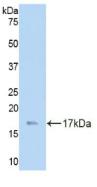 LAMC3 / Laminin Gamma 3 Antibody - Western Blot; Sample: Recombinant LAMC3, Mouse.