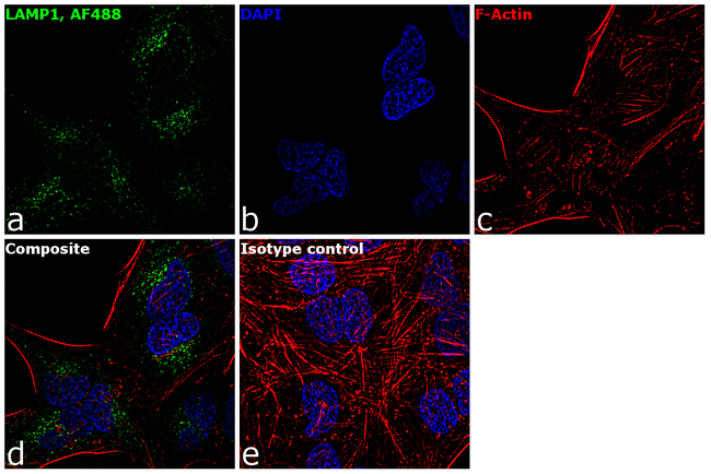 Anti-LAMP1 / CD107a Antibody | Mouse anti-Human Monoclonal AF488 | LSBio