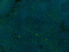 LAMP1 / CD107a Antibody - Formalin-fixed paraffin-embedded human tonsil treated with a citrate buffer pH6 and heat for antigen retrieval was stained with purified CD107a clone H4A3, conjugated and detected with a Cy5 conjugated CODEX™ oligonucleotide duplex (green). Data generated at Akoya Biosciences, Inc. using the CODEX™ technology.