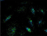 LAMP1 / CD107a Antibody - Immunocytochemistry of CHO K1 cells incubated with LAMP1 monoclonal antibody (Ly1C6) at 1:100 and goat anti-mouse Alexa 488 secondary antibody (Image provided by Dr. Guy Groblewski, University of Wisconsin-Madison).