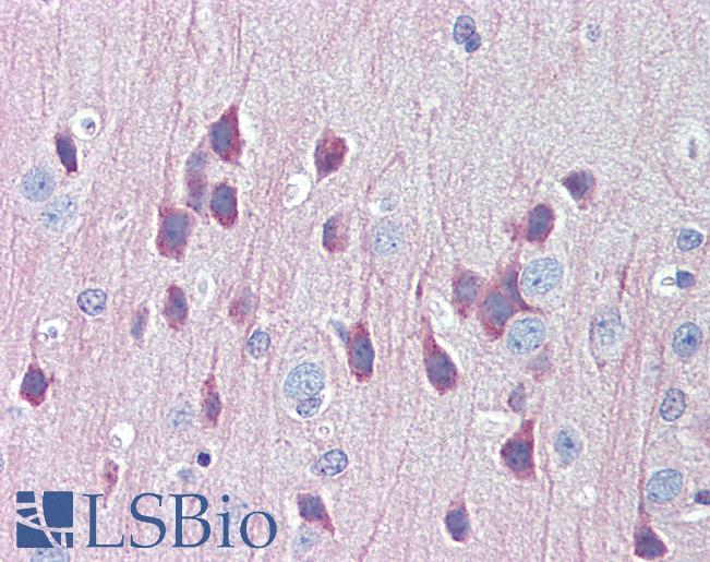 LAMP1 / CD107a Antibody - Anti-LAMP1 antibody IHC of mouse brain. Immunohistochemistry of formalin-fixed, paraffin-embedded tissue after heat-induced antigen retrieval. Antibody concentration 5 ug/ml.