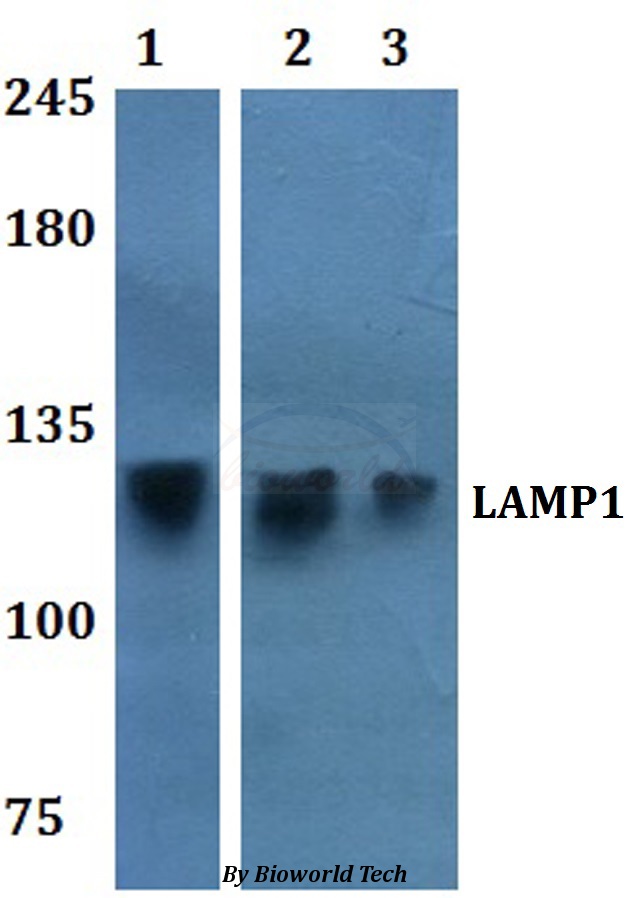 LAMP1 / CD107a Antibody - Western blot of LAMP1 antibody at 1:500 dilution. Lane 1: HEK293T whole cell lysate. Lane 2: RAW264.7 whole cell lysate.