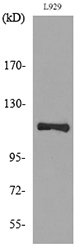 LAMP1 / CD107a Antibody - Western blot analysis of lysate from L929 cells, using LAMP1 Antibody.