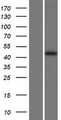 LAMP1 / CD107a Protein - Western validation with an anti-DDK antibody * L: Control HEK293 lysate R: Over-expression lysate