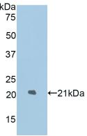 LAMP2 / CD107b Antibody - Western Blot; Sample: Recombinant LAMP2, Rat.