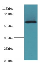LAMP2 / CD107b Antibody - Western blot. All lanes: LAMP2 antibody at 2 ug/ml+HeLa whole cell lysate. Secondary antibody: goat polyclonal to rabbit at 1:10000 dilution. Predicted band size: 45 kDa. Observed band size: 55 kDa.  This image was taken for the unconjugated form of this product. Other forms have not been tested.