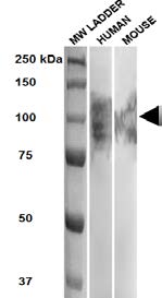 LAMP2 / CD107b Antibody - Lane 1: MW ladder, Lane 2: 20ug HEK293 lysate, Lane 3: 10ug 3T3NIH lysate