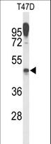 LAMP2 / CD107b Antibody - Western blot of LAMP2 Antibody in T47D cell line lysates (35 ug/lane). LAMP2 (arrow) was detected using the purified antibody.