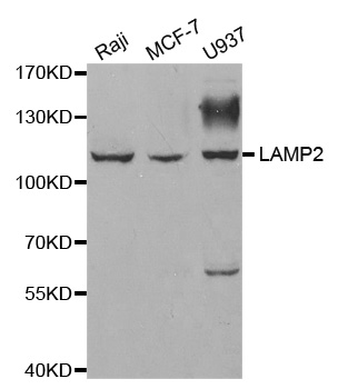 LAMP2 / CD107b Antibody - Western blot analysis of extracts of various cell lines.