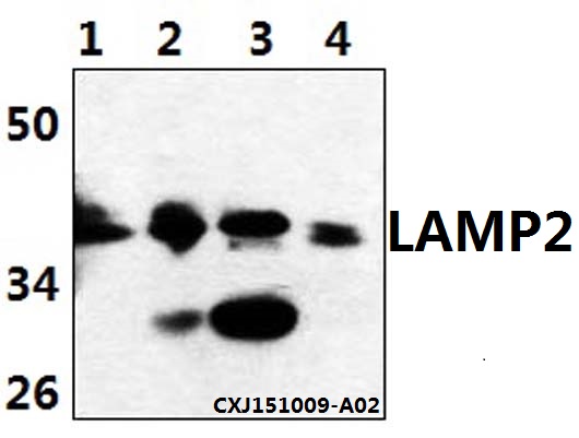 LAMP2 / CD107b Antibody - Western blot of LAMP2 antibody at 1:500 dilution. Lane 1: L02 whole cell lysate (40 ug). Lane 2: Jurkat whole cell lysate (40 ug). Lane 3: The intestines tissue lysate of Mouse(30 ug). Lane 4: The intestines tissue lysate of Rat(30 ug).