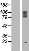 LAMP2 / CD107b Protein - Western validation with an anti-DDK antibody * L: Control HEK293 lysate R: Over-expression lysate