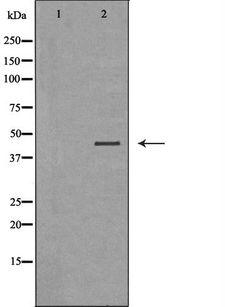 LAMP3 / CD208 Antibody - Western blot analysis of extracts of HT29 cells using LAMP3 antibody. The lane on the left is treated with the antigen-specific peptide.