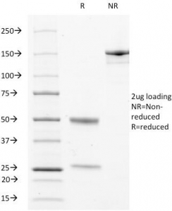 LAMP3 / CD208 Antibody - SDS-PAGE Analysis of Purified, BSA-Free LAMP-3 Antibody (clone LAMP3/529). Confirmation of Integrity and Purity of the Antibody.