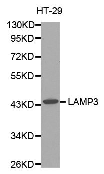 LAMP3 / CD208 Antibody - Western blot analysis of extracts of HT-29 cells.