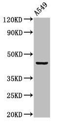 LAMP3 / CD208 Antibody - Positive Western Blot detected in A549 whole cell lysate. All lanes: LAMP3 antibody at 2 µg/ml Secondary Goat polyclonal to rabbit IgG at 1/50000 dilution. Predicted band size: 45 KDa. Observed band size: 45 KDa
