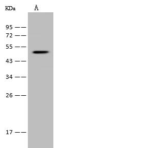 LAMP3 / CD208 Antibody - Anti-Lamp3 rabbit polyclonal antibody at 1:500 dilution. Lane A: Mouse brain tissue lysate. Lysates/proteins at 30 ug per lane. Secondary: Goat Anti-Rabbit IgG (H+L)/HRP at 1/10000 dilution. Developed using the ECL technique. Performed under reducing conditions. Predicted band size: 45 kDa. Observed band size: 48 kDa.