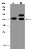 LAMP3 / CD208 Antibody - Anti-LAMP3-His rabbit polyclonal antibody at 1:500 dilution. Lane A: MCF7 Whole Cell Lysate. Lane B: HeLa Whole Cell Lysate. Lysates/proteins at 30 ug per lane. Secondary: Goat Anti-Rabbit IgG (H+L)/HRP at 1/10000 dilution. Developed using the ECL technique. Performed under reducing conditions. Predicted band size: 44 kDa. Observed band size: 44 kDa.