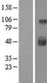 LAMP3 / CD208 Protein - Western validation with an anti-DDK antibody * L: Control HEK293 lysate R: Over-expression lysate