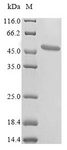 MT-ND1 Protein - (Tris-Glycine gel) Discontinuous SDS-PAGE (reduced) with 5% enrichment gel and 15% separation gel.