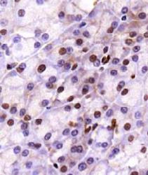 LAMTOR1 Antibody - C11orf59 Antibody - IHC of C11orf59 in mouse pancreas.