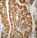 LAMTOR2 Antibody - ROBLD3 Antibody immunohistochemistry of formalin-fixed and paraffin-embedded human stomach tissue followed by peroxidase-conjugated secondary antibody and DAB staining.