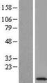 LAMTOR2 Protein - Western validation with an anti-DDK antibody * L: Control HEK293 lysate R: Over-expression lysate