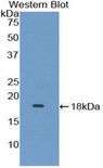 LAMTOR3 / MP1 Antibody - Western blot of recombinant LAMTOR3 / MP1.  This image was taken for the unconjugated form of this product. Other forms have not been tested.