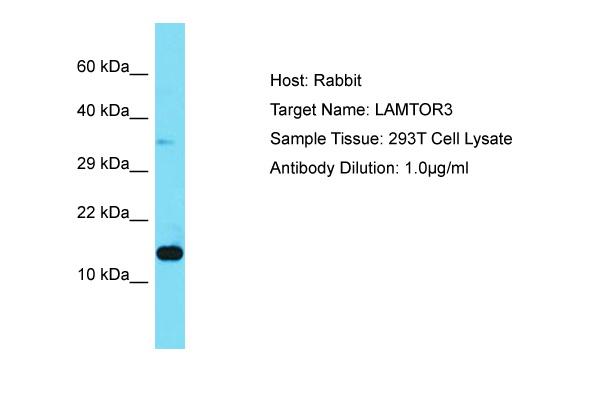 LAMTOR3 / MP1 Antibody -  This image was taken for the unconjugated form of this product. Other forms have not been tested.