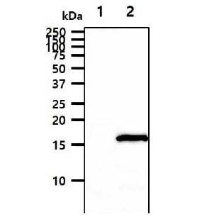 LAMTOR3 / MP1 Antibody - The cell lysates (40ug) were resolved by SDS-PAGE, transferred to PVDF membrane and probed with anti-human MAPKSP1 antibody (1:500). Proteins were visualized using a goat anti-mouse secondary antibody conjugated to HRP and an ECL detection system. Lane 1.: 293T cell lysate Lane 2.: MAPKSP1 transfected 293T cell lysate