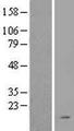 LAMTOR3 / MP1 Protein - Western validation with an anti-DDK antibody * L: Control HEK293 lysate R: Over-expression lysate