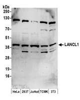 LANCL1 Antibody - Detection of human and mouse LANCL1 by western blot. Samples: Whole cell lysate (50 µg) from HeLa, HEK293T, Jurkat, mouse TCMK-1, and mouse NIH 3T3 cells prepared using NETN lysis buffer. Antibodies: Affinity purified rabbit anti-LANCL1 antibody used for WB at 0.4 µg/ml. Detection: Chemiluminescence with an exposure time of 3 minutes.
