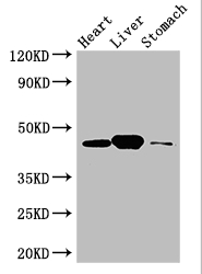 LANCL1 Antibody - Positive WB detected in:Mouse heart tissue,Mouse liver tissue,Mouse stomach tissue;All lanes: LANCL1 antibody at 3ug/ml;Secondary;Goat polyclonal to rabbit IgG at 1/50000 dilution;Predicted band size: 46 kDa;Observed band size: 46 kDa;